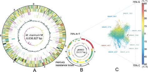 Insights From The Complete Genome Sequence Of Mycobacterium Marinum On