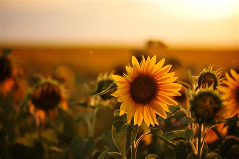 Sunflower and sunset by pohlmannmark on DeviantArt