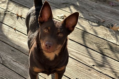 Meet The Lancashire Heeler Akcs Newest Recognized Dog Breed