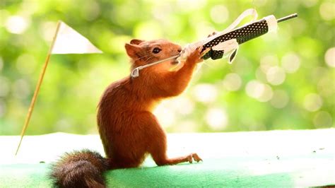 Squirrels Show Off Their Golfing Skills Youtube