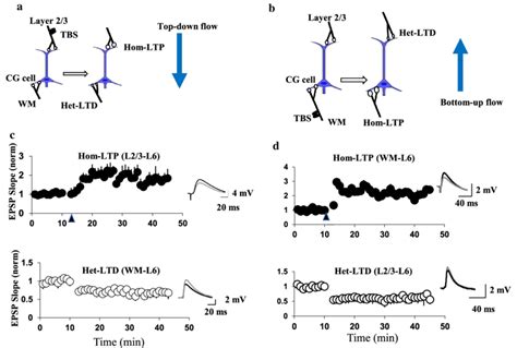 Persistent Synaptic Plasticity Triggered By Theta Burst Stimulation