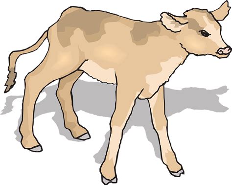 Baby Calf PNG Transparent Baby Calf.PNG Images. | PlusPNG