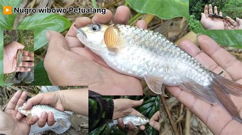 MANCING DAPET BABON IKAN MAHSEER GENDUT BONUS IKAN NILEM DAN IKAN