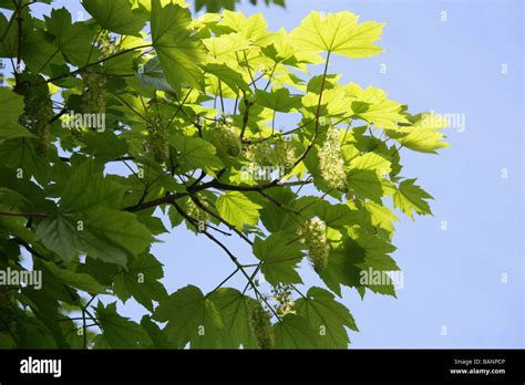 Ahorn Baum Blumen Acer Pseudoplatanus Aceraceae Stockfotografie Alamy