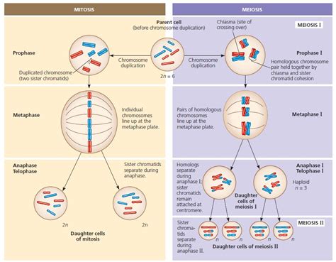 Meiosis The Cell Cycle