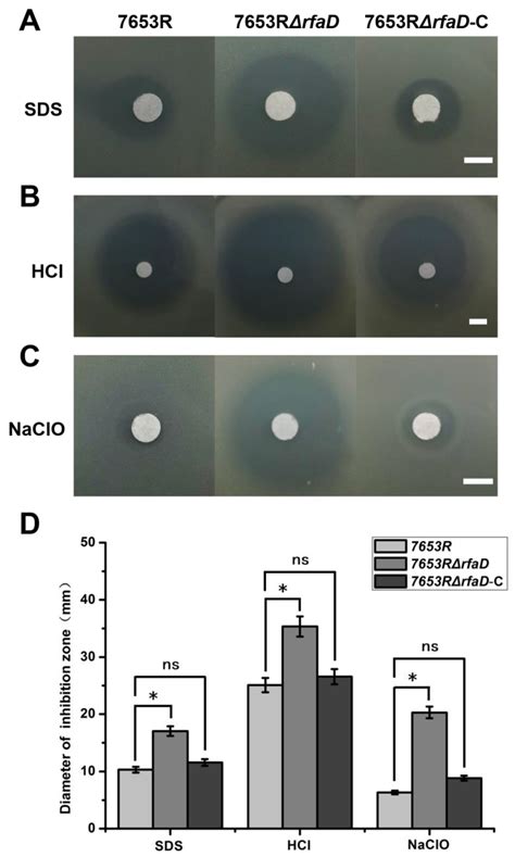 Microorganisms Free Full Text A Lipopolysaccharide Synthesis Gene