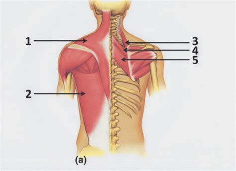 Back Muscles Flashcards Quizlet