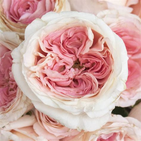 Cabbage Rose Shell Pink l Fiftyflowers.com