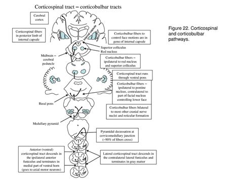 Corticospinal Tract Corticobulbar Tracts Ppt Download