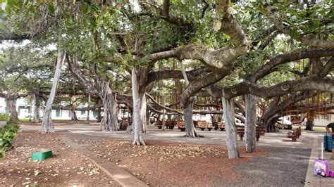 What is Special About the Banyan Tree in Lahaina Maui? How Old is the ...