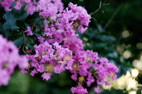 Lilas Des Indes Lagerstroemia Plantation Taille Entretien Nos