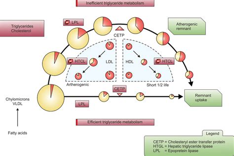 Pathogenesis Of Dyslipidemia