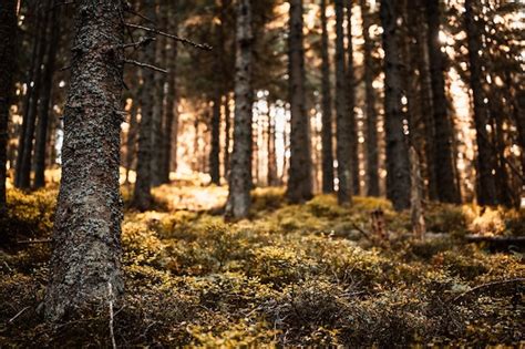 Premium Photo | Fern leaves closeup dark forest scene spruce trees in ...