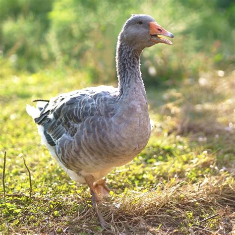 Goslings Toulouse My Pet Chicken