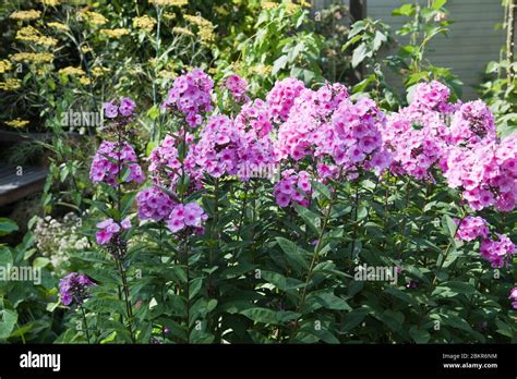 Phlox Paniculata Eva Cullum Stock Photo Alamy