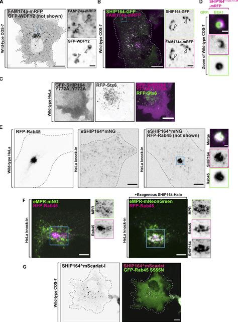 SHIP164 Localizes With Endosomal Proteins A Live Fluorescence Image