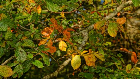 Autumn Leaf In Hdr Steen Jeppesen Flickr