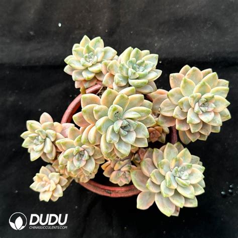 Pachyphytum Apricot Beauty Clustering China Wholesale Succulent