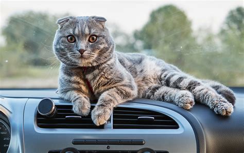 How to Travel With Cat in a Car - Cat Travel Guide