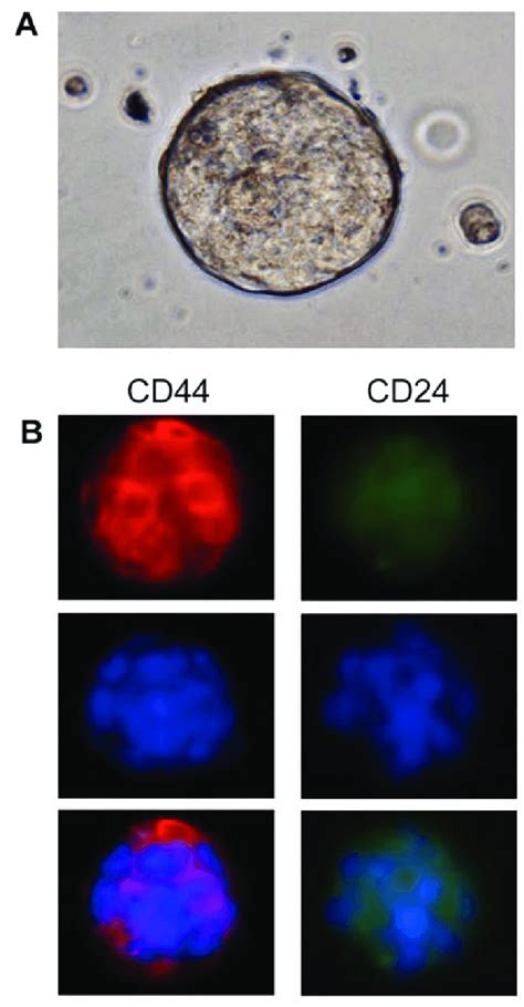 Imaging Of CD44 CD24 Surface Markers On 3D Tumor Spheroids A Top