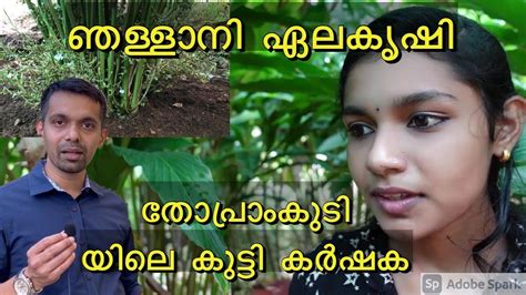 Njallani Cardamom How To Plant Cardamom Cardamom Cultivation Malayalam Cardamom Plantation In