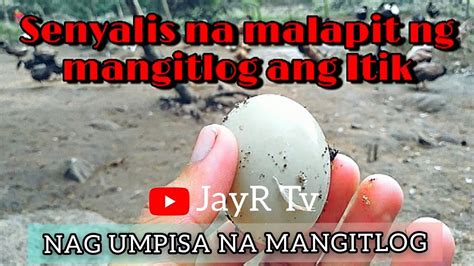 Senyalis Na Malapit Ng Mangitlog Ang Itik Jayr Tv Youtube