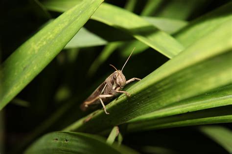 Cricket Bug Photograph by Thiago Ken Iti