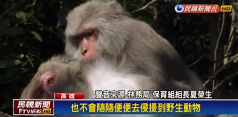 台灣獼猴擬從保育動物除名 挨轟開倒車