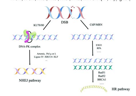 Different pathways of DNA double-strand breaks repair. HR pathway ...