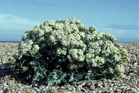 Halophytes – the answer to drought? - Sally Morgan - Living on one acre ...