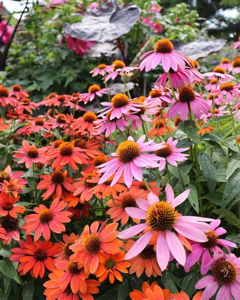 Stunning Perennials That Bloom All Summer Long