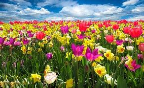 daffodils spring flowers  photo  pixabay