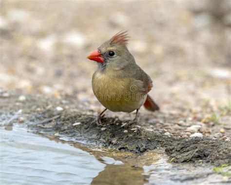 Female Northern Cardinal By A Pool In The La Lomita Bird And Wildlife