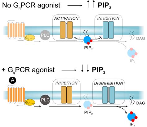 PIP2 A Critical Regulator Of Vascular Ion Channels Hiding In Plain