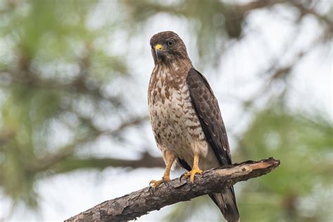 Nesting Broad-winged Hawks in Texas - Through the Mirror.....