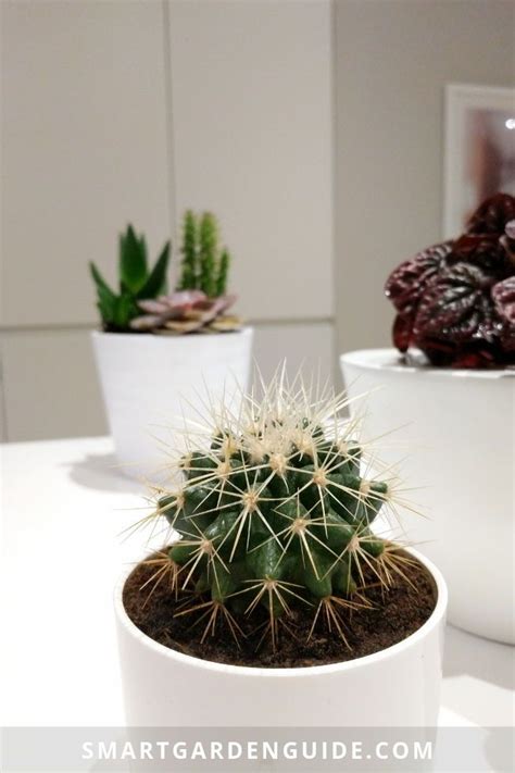 All about cactus care, cactus houseplants, cactus flowers, cactus ...