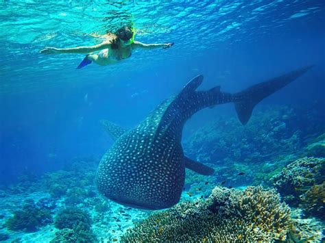 Ningaloo Reef Book A Swim With Humpback Whales Escape Au