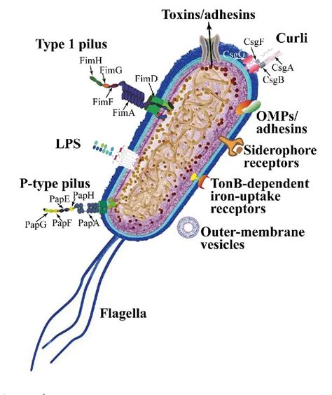 Virulence Factors Of Uropathogenic Escherichia Coli Upec Learn Microbiology Online