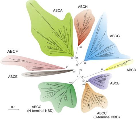 A Schematic Tree Depicting The Phylogenetic Relationships Between Abc