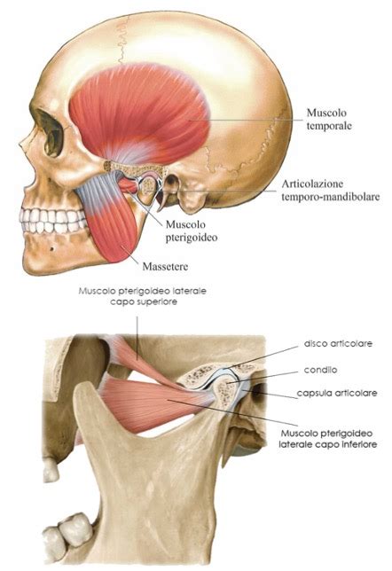 Le Indagini Diagnostiche Nei Disturbi Dellatm Articolazione Temporo