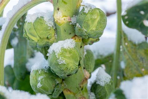 Winter Vegetables Guide What Winter Produce Is In Season