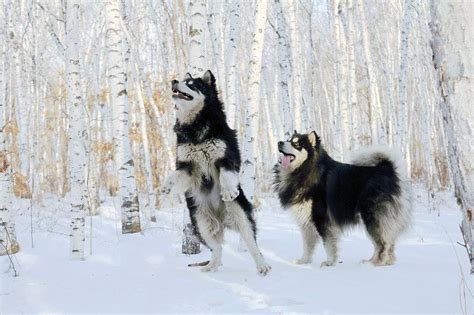 阿拉斯加雪橇犬图片大全 大型阿拉斯加雪橇犬图片 宠物王