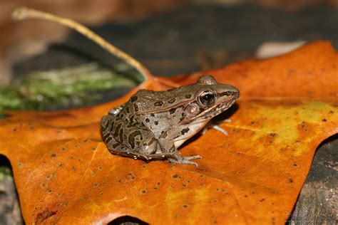 Southern Leopard Frog Lithobates Sphenocephalus Psychotic Nature