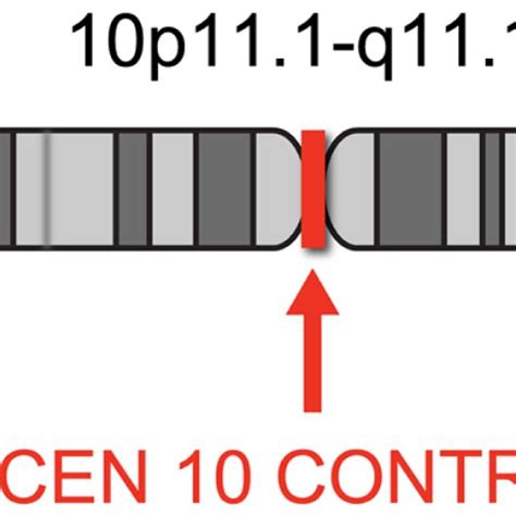 Schematic depiction of chromosome 10 showing the probe locations of the ...