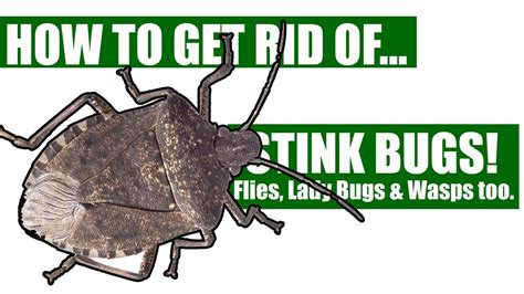 How To Get Rid Of Stink Bugs Flies Wasps And Lady Bugs Guaranteed 3 Easy Steps Youtube