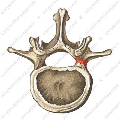 Lumbar Vertebrae Easy Anatomy 3D