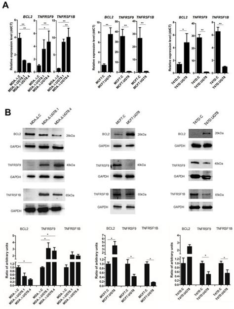 Galactosylceramide Upregulates The Expression Of The Bcl Gene And