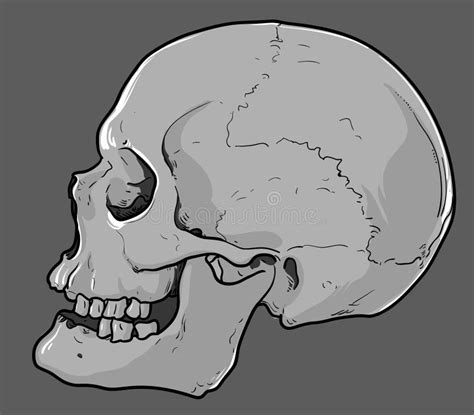 Anatomische Menselijke Schedel Zijaanzicht Waterverfillustratie Op