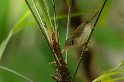 20+ Tailor Bird Nest Stock Photos, Pictures & Royalty-Free Images - iStock