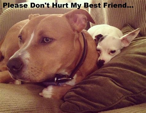 Pit Bull And Chihuahuabest Friends Mine Get Along Great